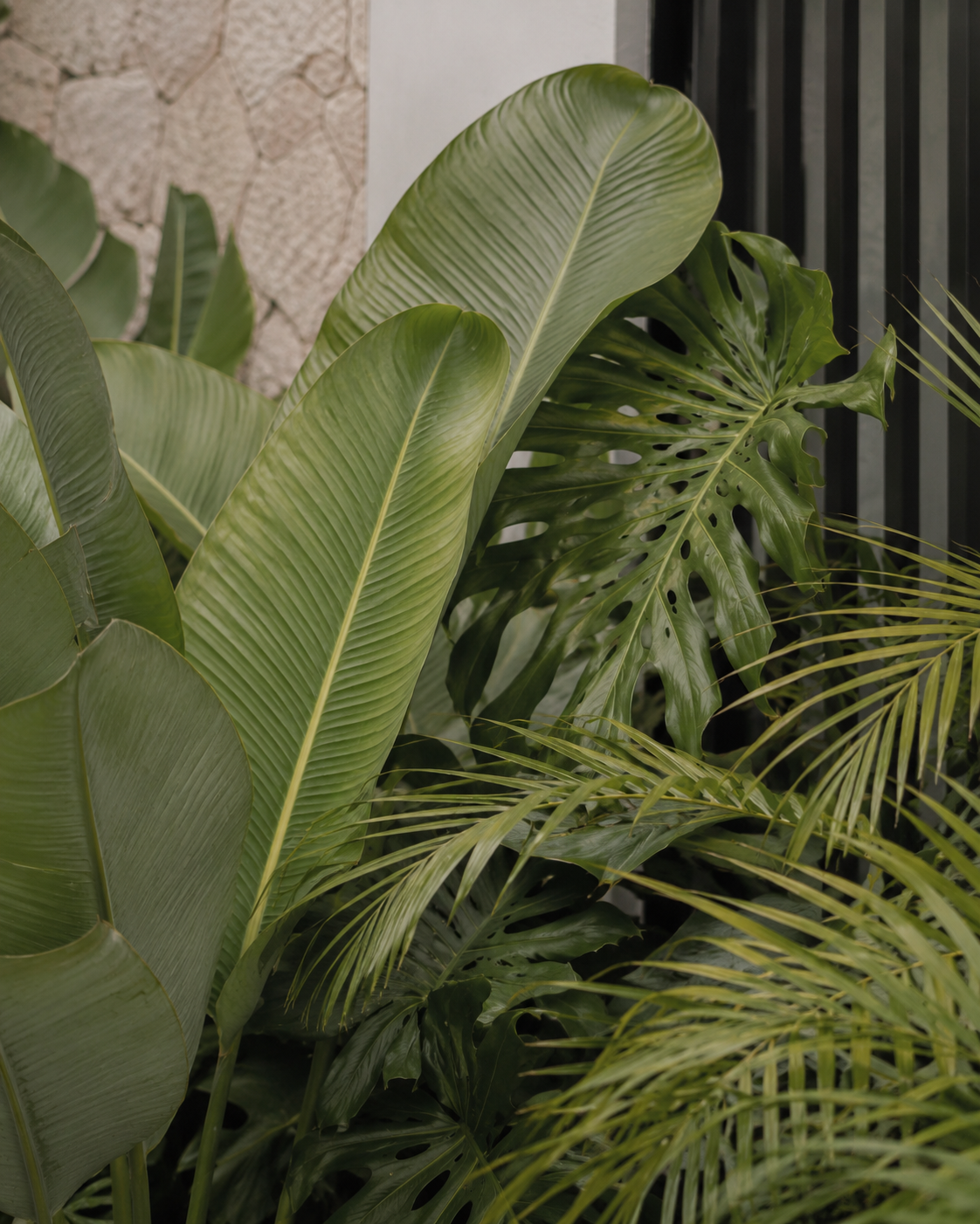 plants and leaves, stone wall, green botanic